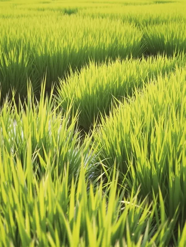 风吹过稻田 - 66影视 风吹过稻田封面